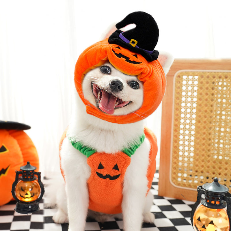 Paw Velour pumpkin pet costume on a cat